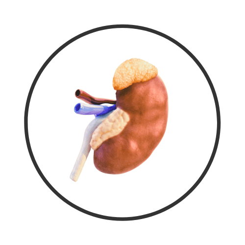 Meet The Adrenal Glands