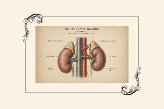 Meet The Adrenal Glands