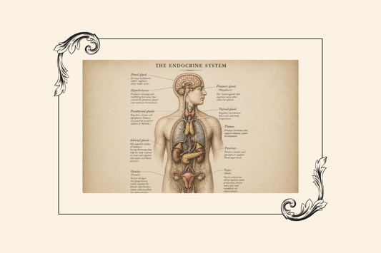 A Comprehensive Guide to Your Endocrine System